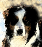 Individual Dog Portraits/Candids